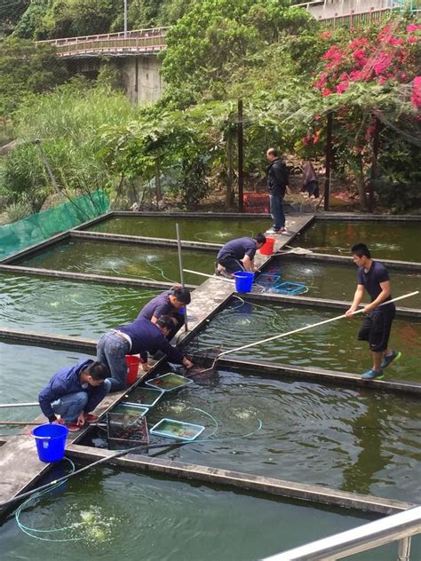 雙溪金魚錦鯉養殖場